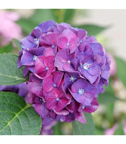 Amazon.com : Wee Bit Grumpy® Bigleaf Hydrangea - 4